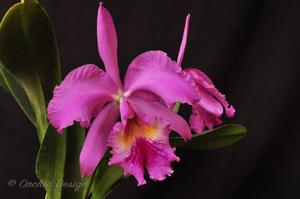 Cattleya Peetersii