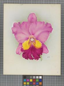 Cattleya Prince Shimadzu