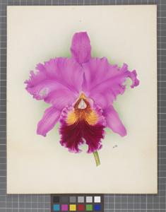 Cattleya Prince Shimadzu