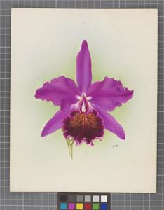 Cattleya Princess Royal