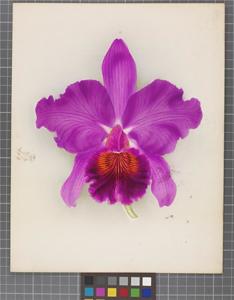 Cattleya Princess Royal