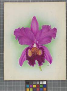 Cattleya Princess Royal