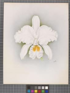 Cattleya Snowdon