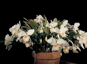 Cattleya White Sail