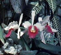 Cattleya Albula