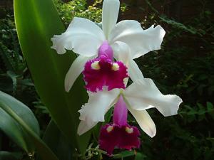 Cattleya Blanchette