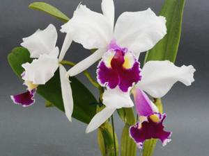 Cattleya Blanchette