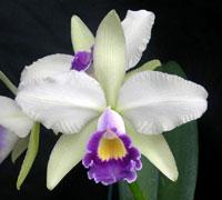 Cattleya Britannia