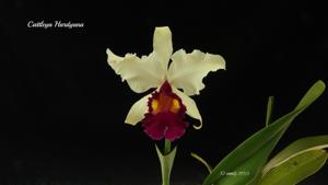 Cattleya Callistoglossa