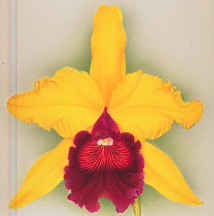 Cattleya Carmencita