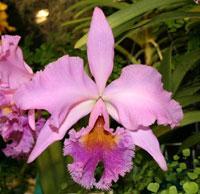 Cattleya Carrie Goldfarb