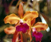 Cattleya Clothilde