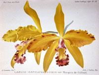 Cattleya Doris (1894)