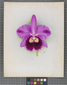 Cattleya Edzell