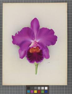 Cattleya General Maude