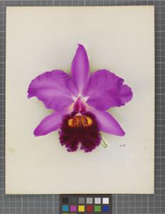 Cattleya General Maude