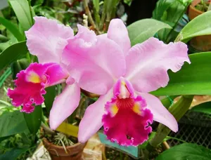 Cattleya Gloresk