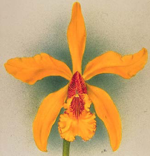 Cattleya Golden Fleece