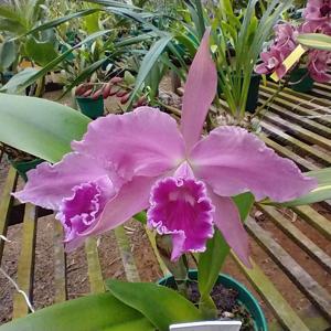 Cattleya Gottoiana