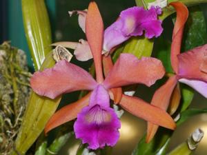 Cattleya Gottoiana