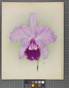 Cattleya Grand Monarch