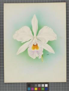 Cattleya Isabel Sander