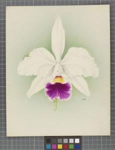 Cattleya Isabel Sander