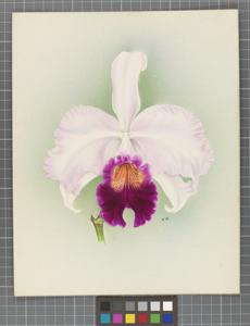 Cattleya Isabel Sander