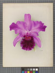 Cattleya Jacquinetta