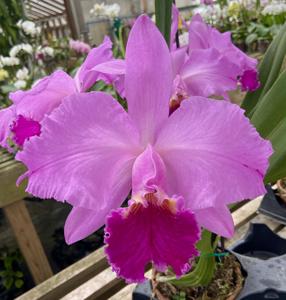 Cattleya John Mossman