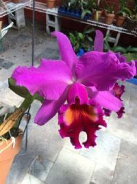 Cattleya Lustre