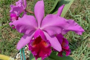 Cattleya Lustre (1907)