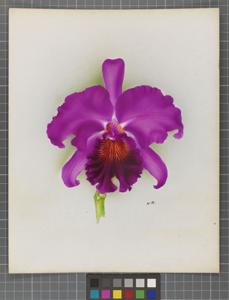 Cattleya Moloch