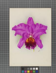 Cattleya Moloch