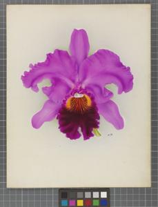 Cattleya Moloch