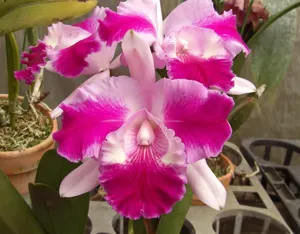 Cattleya Pandora Bracey