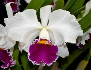 Cattleya Park Ridge