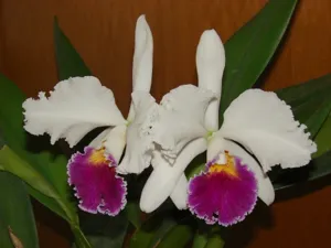 Cattleya Park Ridge