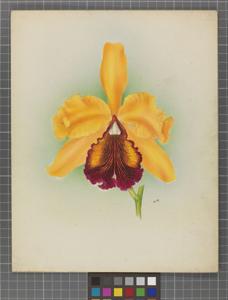 Cattleya President Wilson