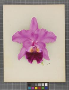 Cattleya Profusion