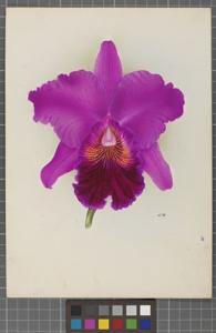 Cattleya Profusion