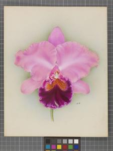 Cattleya Profusion