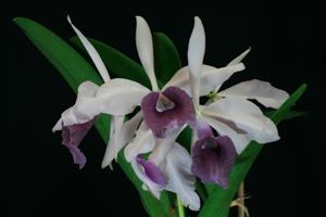 Cattleya Rabeiana