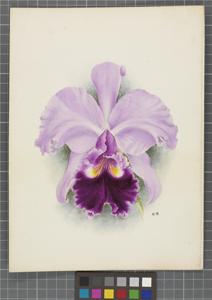 Cattleya Saint Gothard