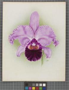 Cattleya Saint Gothard