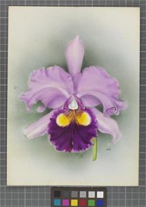 Cattleya Saint Gothard