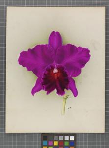 Cattleya Sam W. Soysa