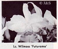 Cattleya Wilmoss