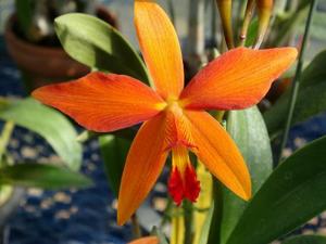 Cattleya David Golden Shaw