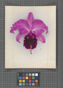 Cattleya Cleopatra (1930)